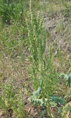 Rumex crispus fauriei