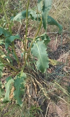Rumex crispus fauriei