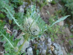 Cirsium osterhoutii