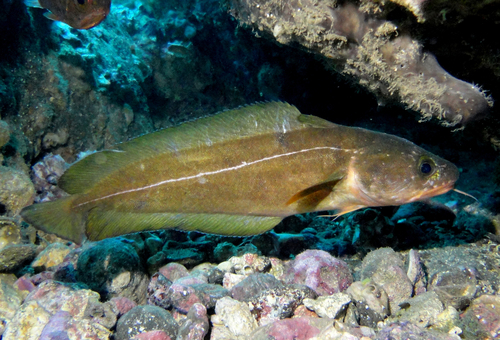 Juan Fernandez rockcod (Lotella fernandeziana) — Moridae