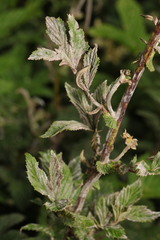 Podosphaera filipendulae