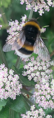 Bombus