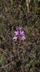 Clarkia pulchella