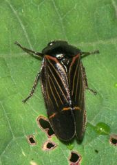 Cosmoscarta elegantula