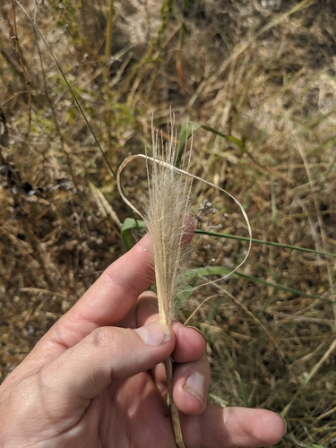 Image of Leptochloa pluriflora by (c) Cleveland Powell, some rights reserved (CC BY)