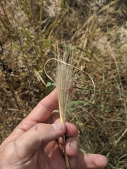 Trichloris pluriflora