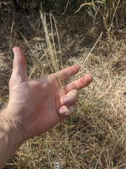 Trichloris pluriflora