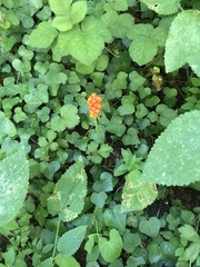 Arum maculatum