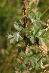 Podosphaera clandestina