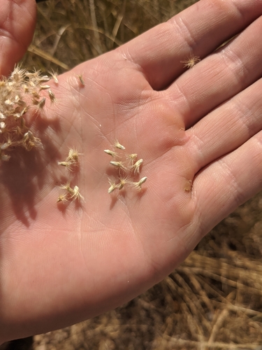 Image of Pappophorum bicolor by (c) Cleveland Powell, some rights reserved (CC BY)