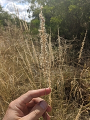 Pappophorum bicolor