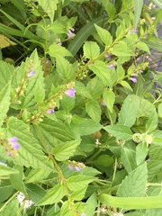 Scutellaria lateriflora