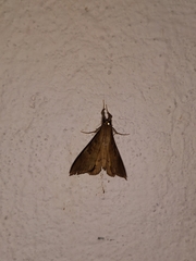 Oxyodes scrobiculata