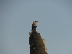 Coracias cyanogaster