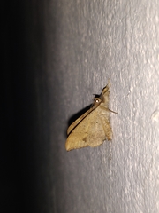 Oxyodes scrobiculata
