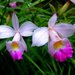 Bamboo Orchids - Photo (c) Kai Yan,  Joseph Wong, some rights reserved (CC BY-NC-SA)