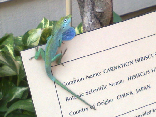 Grand Cayman Blue-fanned Anole