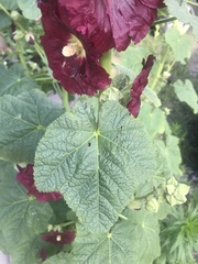 Alcea rosea