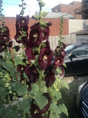 Alcea rosea