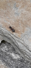 Camponotus herculeanus