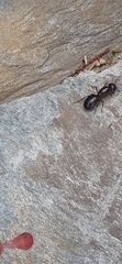 Camponotus herculeanus