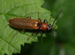 Denticollis linearis