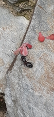 Camponotus herculeanus