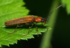 Denticollis linearis