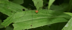 Leiobunum politum