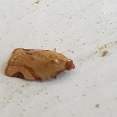 Paramesia gnomana
