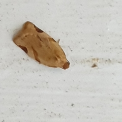 Paramesia gnomana