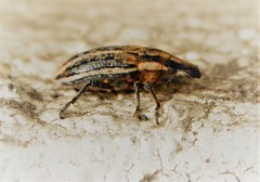 Scaphomorphus