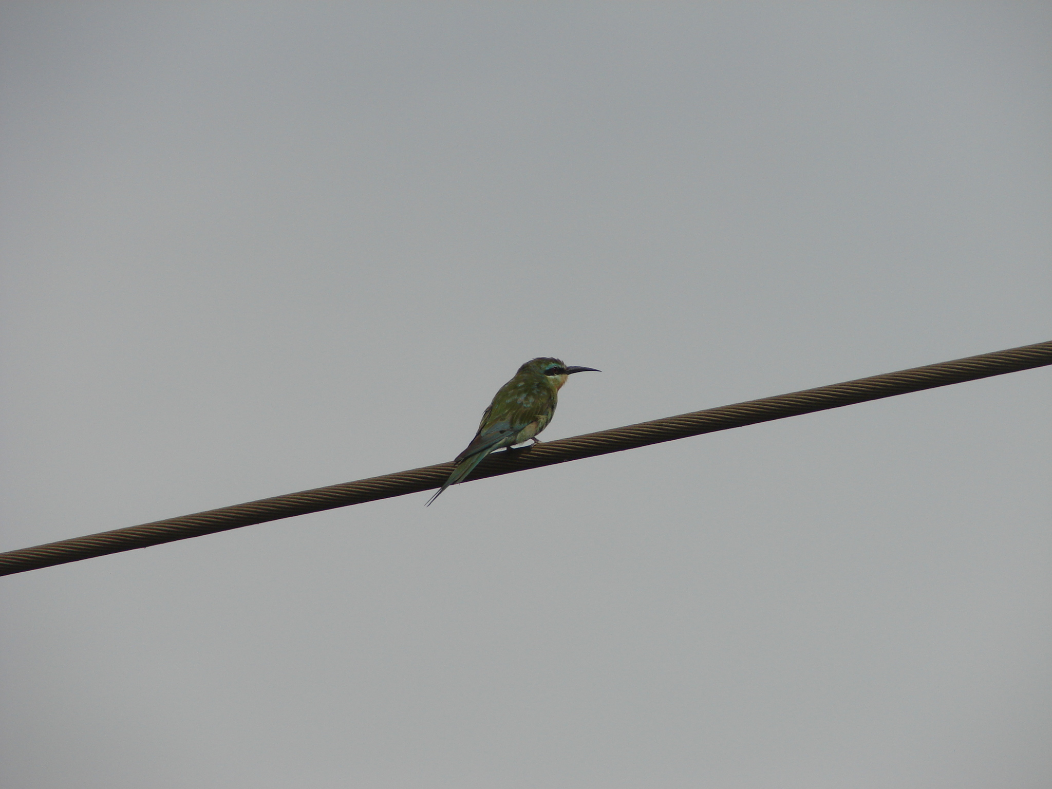 Blue-cheeked Bee-eater