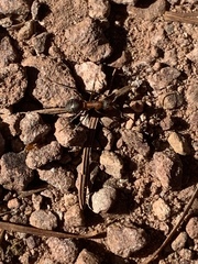 Formica polyctena × rufa