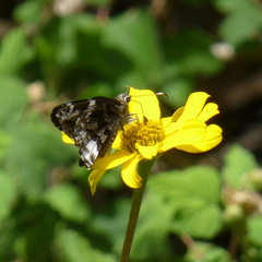 Codatractus arizonensis