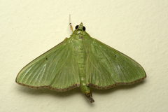 Parotis marginata