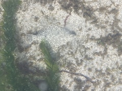 Citharichthys stigmaeus