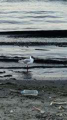 Chroicocephalus ridibundus