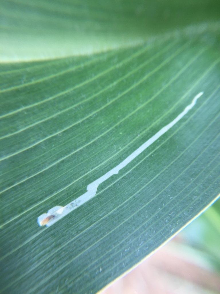 Corn Blotch Leafminer
