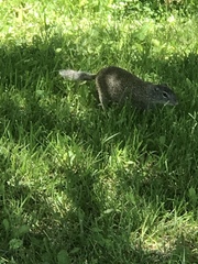 Poliocitellus franklinii