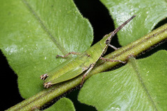 Tagasta marginella