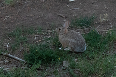 Sylvilagus audubonii