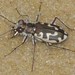 Hairy-necked Tiger Beetle - Photo (c) James Shelton, some rights reserved (CC BY-NC-SA), uploaded by James Shelton