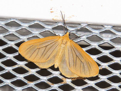 Eubaphe