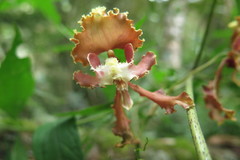 Cyrtochilum serratum