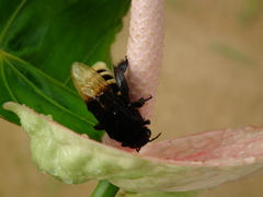 Eulaema