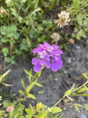 Iberis umbellata