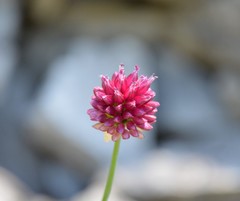 Allium sphaerocephalon