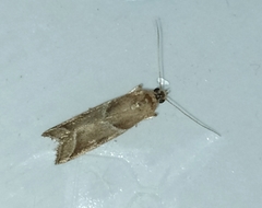 Nyctegretis lineana
