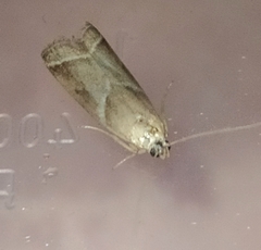 Nyctegretis lineana
